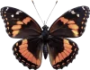 Borboleta, grupo 4 do jogo do bicho, dezenas 13, 14, 15, 16