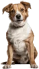 Cachorro, grupo 5 do jogo do bicho, dezenas 17, 18, 19, 20