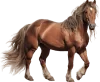 Cavalo, grupo 11 do jogo do bicho, dezenas 41, 42, 43, 44