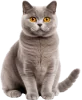 Gato, grupo 14 do jogo do bicho, dezenas 53, 54, 55, 56