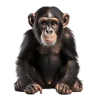 Macaco, grupo 17 do jogo do bicho, dezenas 65, 66, 67, 68