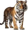 Tigre, grupo 22 do jogo do bicho, dezenas 85, 86, 87, 88