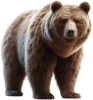Urso, grupo 23 do jogo do bicho, dezenas 89, 90, 91, 92